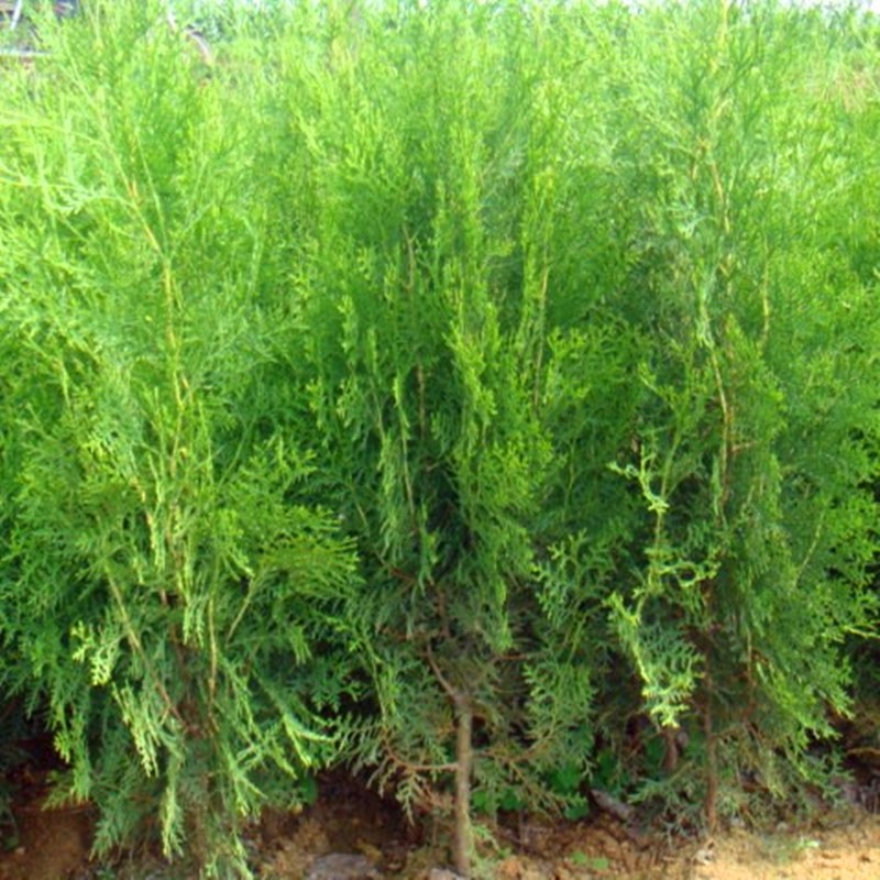 曼杉园 侧柏树苗 扁柏树松柏庭院绿化叶绿化苗木陵园墓地矿荒山造林