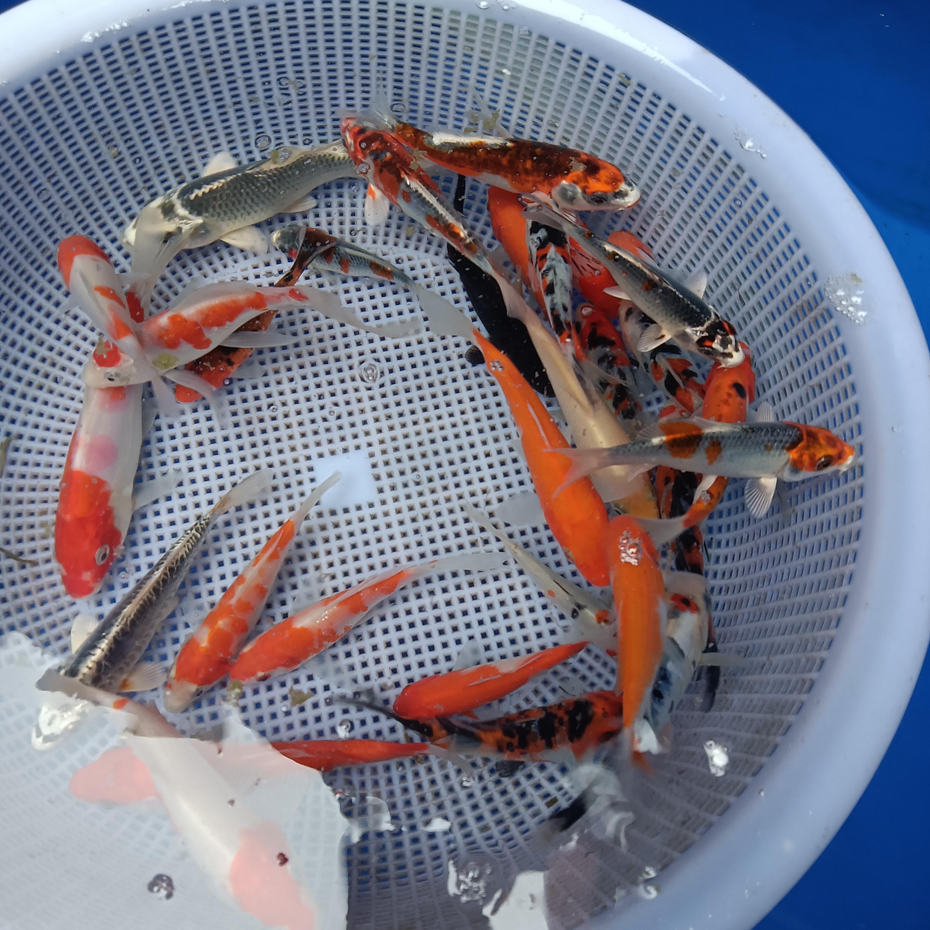 墨一大正三色锦鲤红白锦鲤黄锦鲤种观赏鱼好养易活宠物锦鲤鱼 混搭