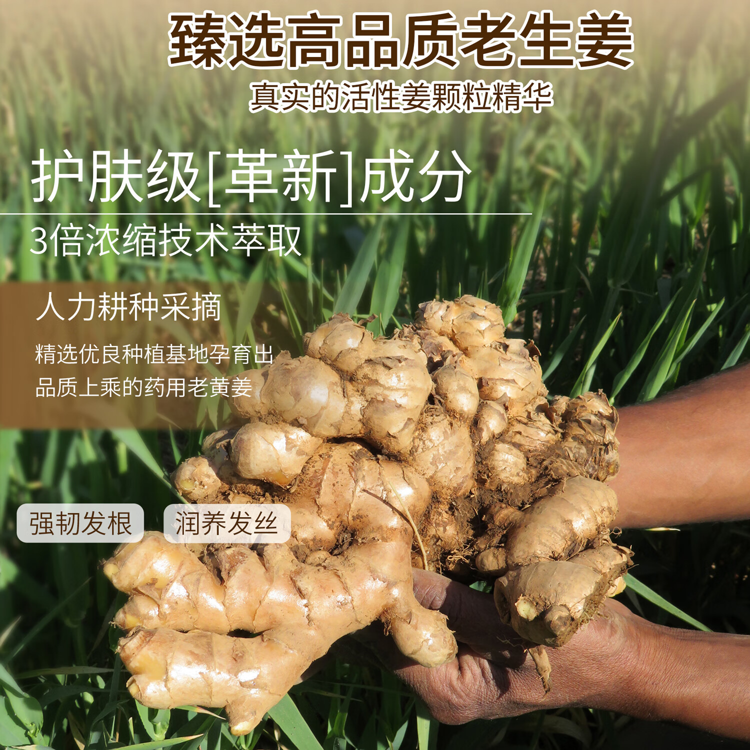 舒芬妮生姜防断发去屑控油洗发乳清爽净屑强韧发根柔顺修护洗发水800ml 生姜头皮净屑洗发乳800ml*1支