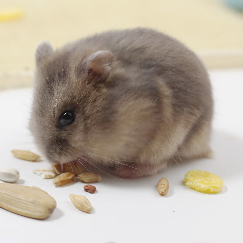 小仓鼠银狐布丁三线紫仓活物宠物情侣幼崽一只金丝熊真的活体宝宝