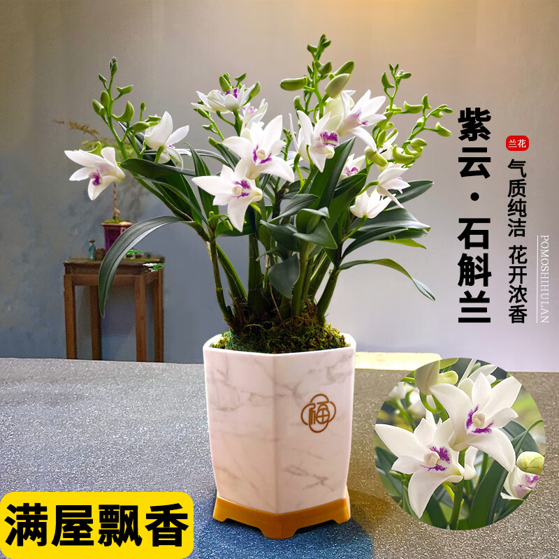 劉閣蘭花紫云泼墨石斛兰花苗 冬带花苞出售室内阳台掌上花卉好养绿植盆栽 紫云石斛8苗年底开花 带仿瓷白盆