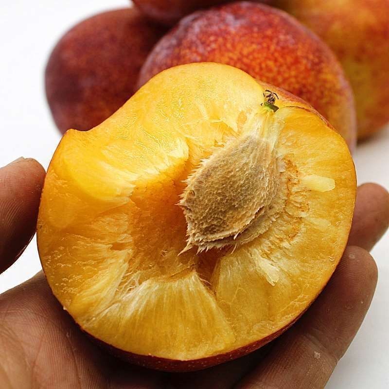 芃畔大红袍李子苗离核甜李子:耐冬嫁接甜脆李子苗:抗寒干碗离核李子苗