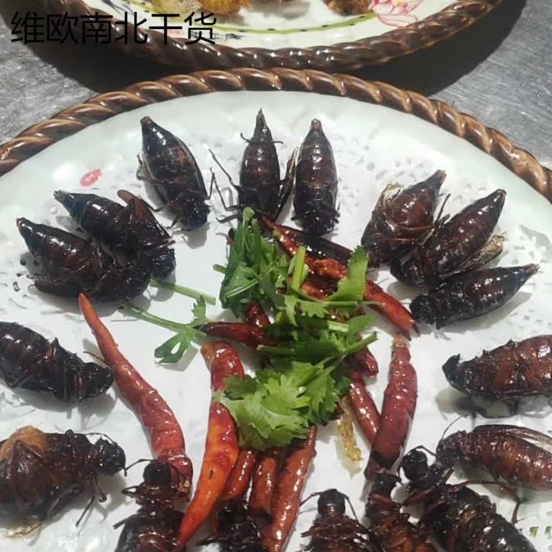 食怀山水牛,鲜活速冻,新鲜,山山牛,天牛,食用昆虫酒店,饭店鲜活 小母