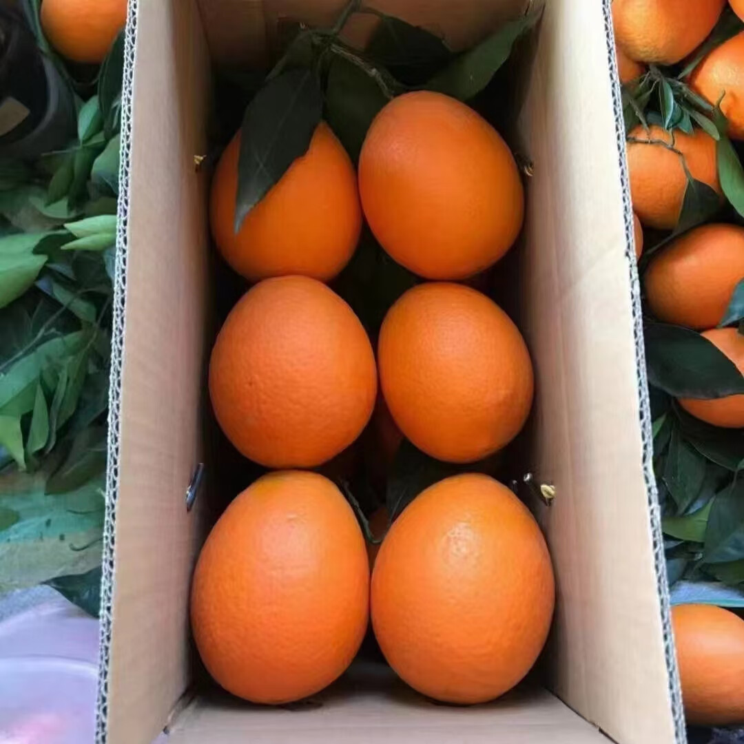 正宗奉节脐橙新鲜采摘当季高端产地直发送礼推荐 中果实惠装70-75mm 10斤正宗奉节脐橙净重9斤