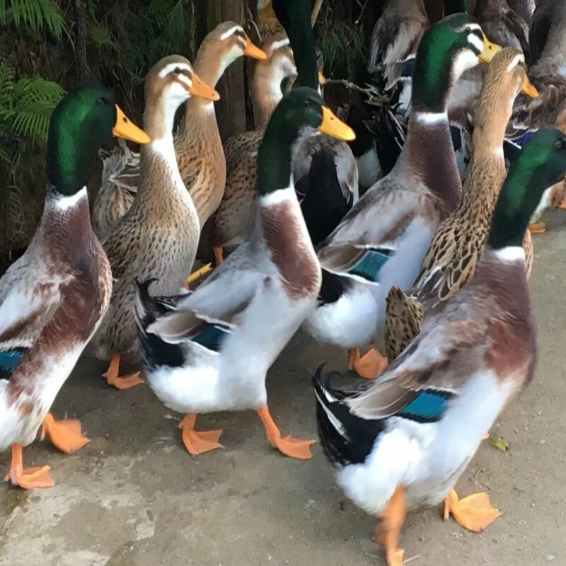 大种麻鸭小鸭活青头鸭番鸭火鸭网红宠物鸭鸡鹅 大种麻鸭10只起发,标的
