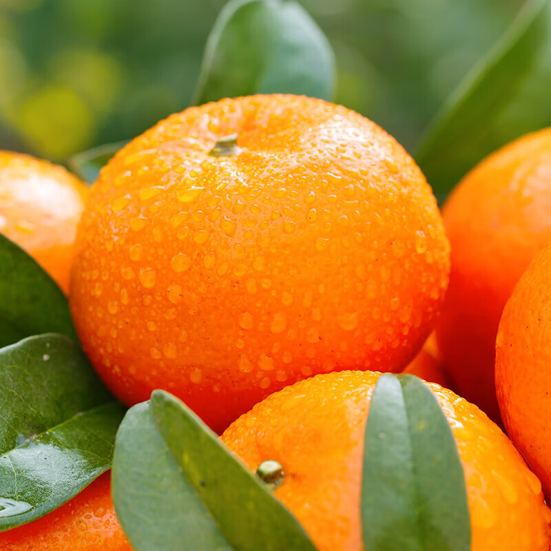 鲜宝道广西现摘沃柑当季新鲜水果 花皮 酸甜 口感lz 5斤中果60-70mm净重4.5