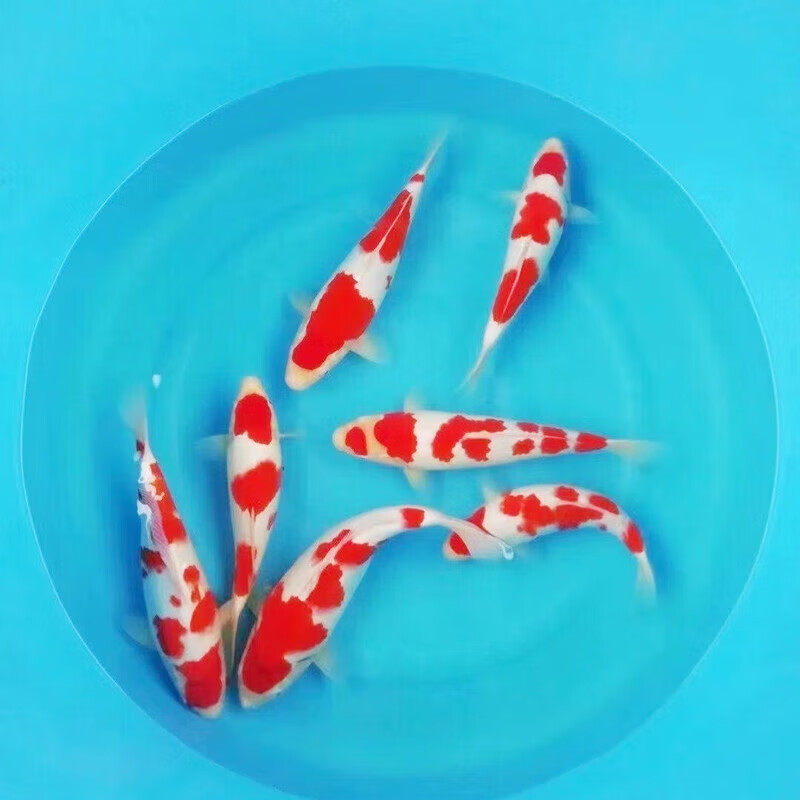 墨一冷水鱼 观赏鱼 淡水锦鲤鱼红白三色精品好养耐活金鱼风水鱼 红白3