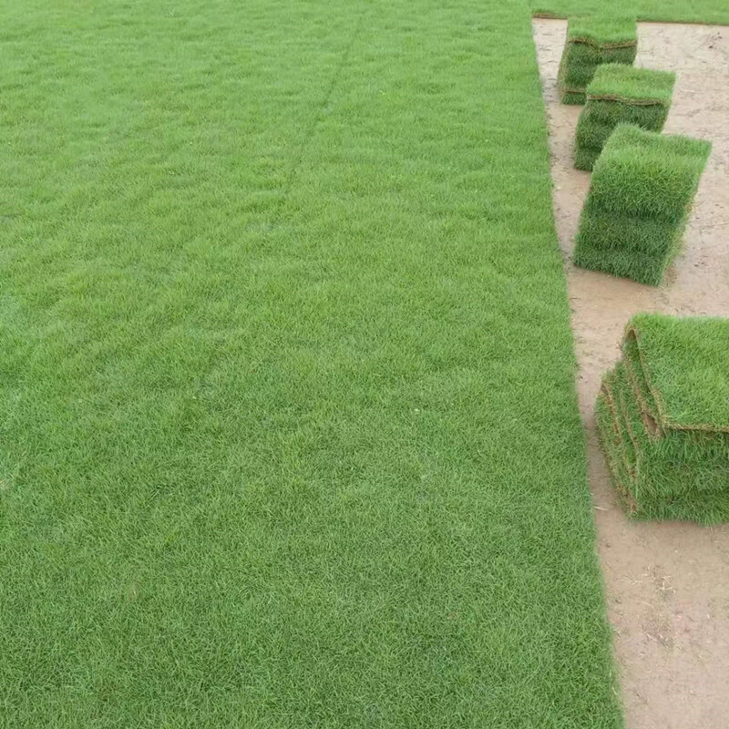 草皮马尼拉四季青果岭草剪股颖别墅园林绿化护坡草坪 精品矮生马尼拉