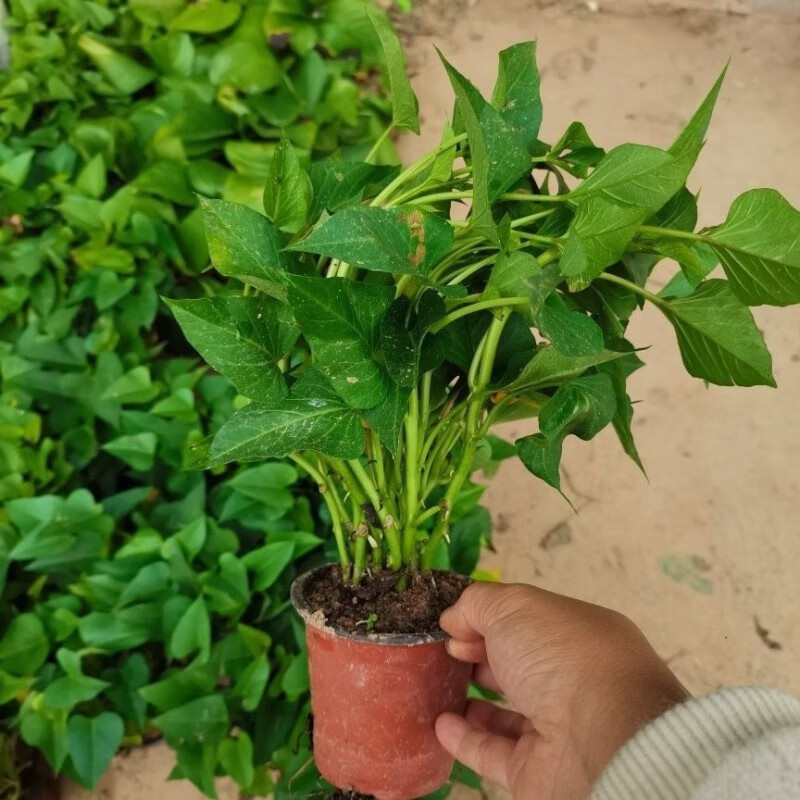 蜜薯秧苗番薯藤苗红皮红心地瓜苗红薯藤盆食叶型红薯苗 红皮红心30颗