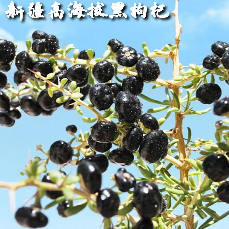 喜折惠正宗新疆特产【头茬新货】当季黑枸杞子高品质大颗粒泡水泡酒 【家庭装】130g*3罐 新疆厂家直发 【新疆正宗头茬黑枸杞】