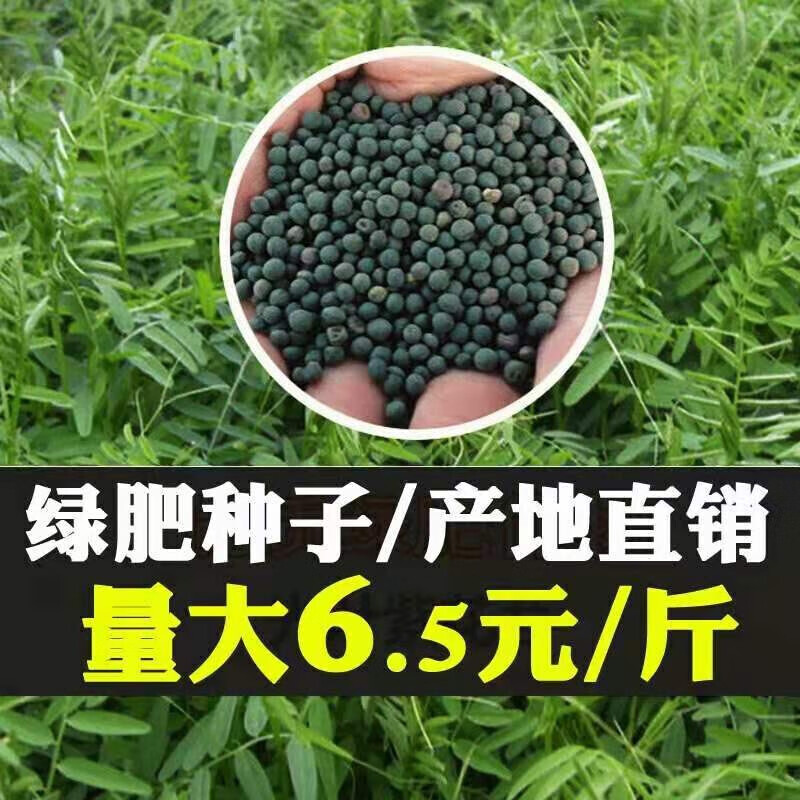 种子多年生黑麦草紫花苜蓿草籽菊苣草甜象草苏丹草玉米 苕子种子一斤