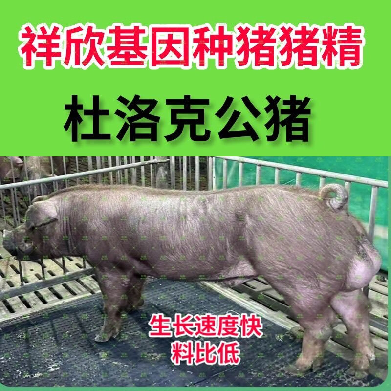 精子杜洛克长白大白上海祥欣基因公猪纯种鲜采速发到镇 杜洛克商品级