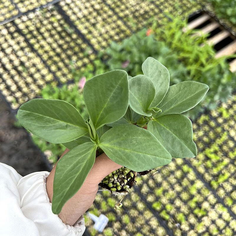 哒琳东东蚕豆苗子蚕豆种籽胡豆种子小农家大颗粒蔬菜大粒型孑四季特大
