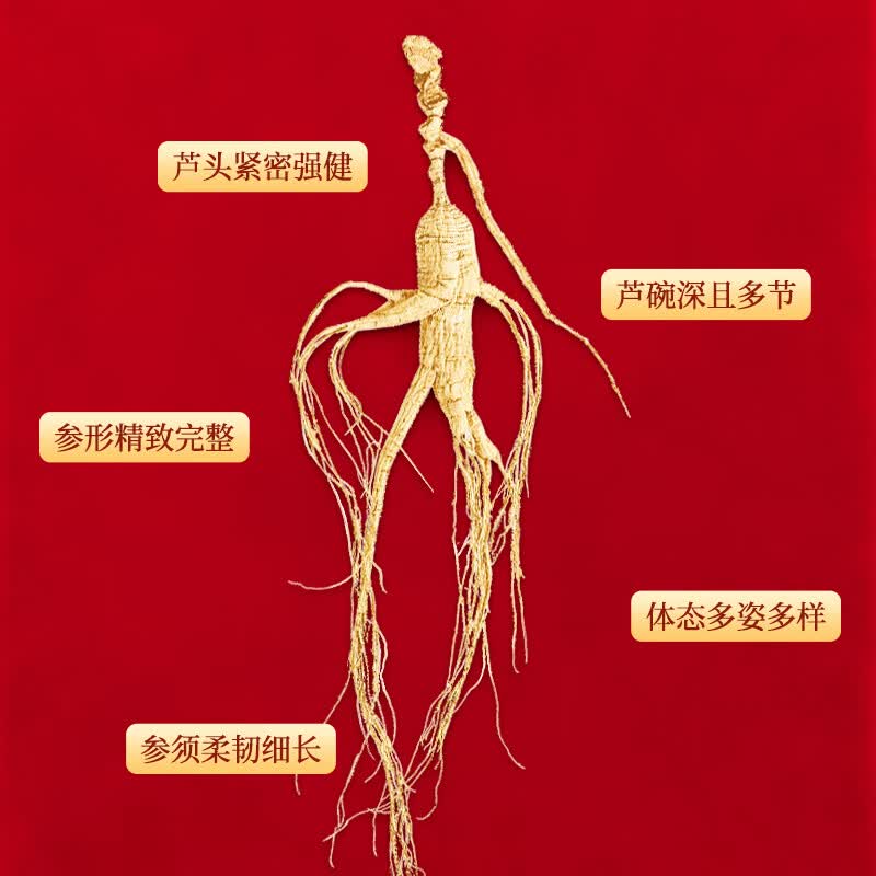 长白山人参林下参礼品盒装人参3-30g东北特产煲汤泡酒料送长辈人参节日礼物 【精选林下参整枝3g】礼盒装