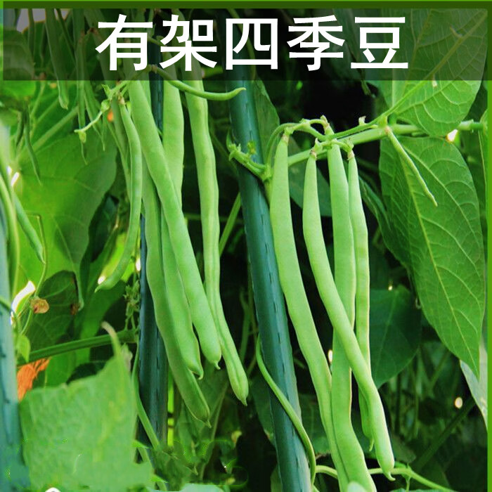 西芝四季豆苗紫眉豆苗长豆角苗大刀豆苗芸豆苗豇豆苗扁豆苗高产幼秧苗 有架四季豆10棵