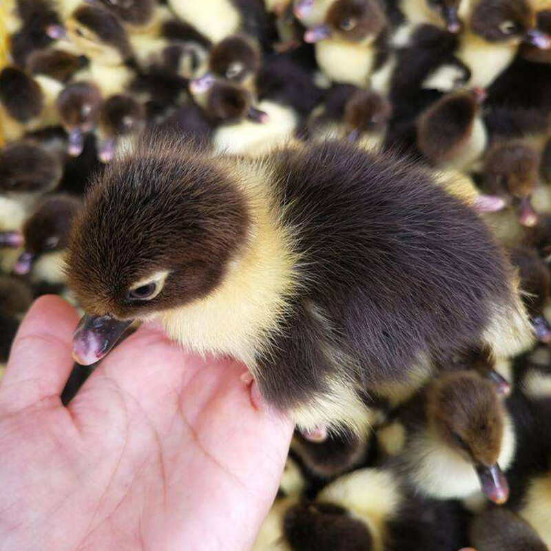 (15只)番鸭活苗红脸鸭苗活体出壳非洲雁藤鸭火鸭鸳鸯鸭包活 10多发5路