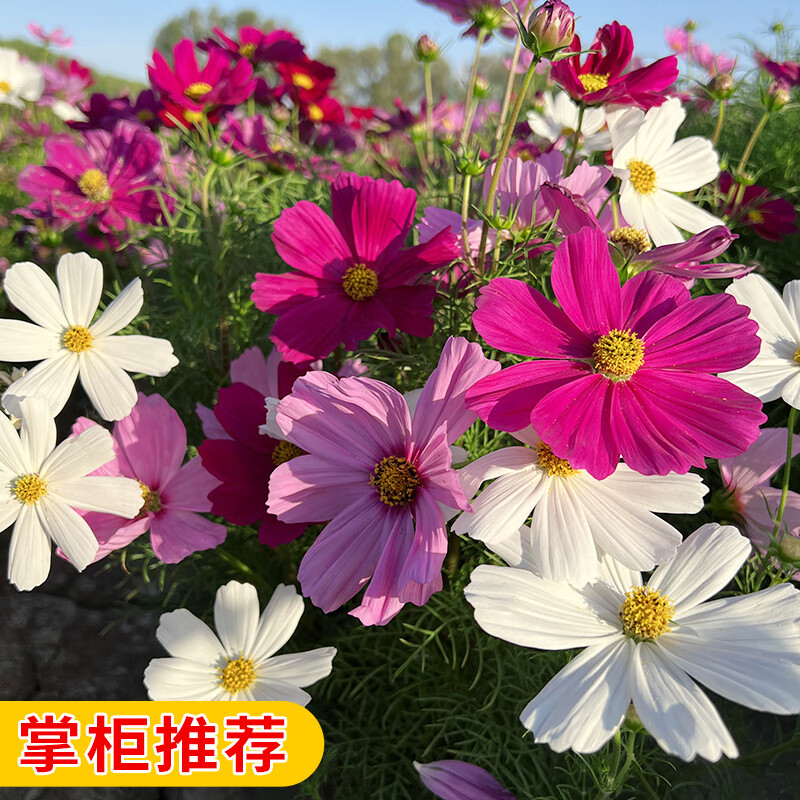 子七彩四季播种开花易活花籽庭院室外种孑 格桑花混色500粒 2包花肥