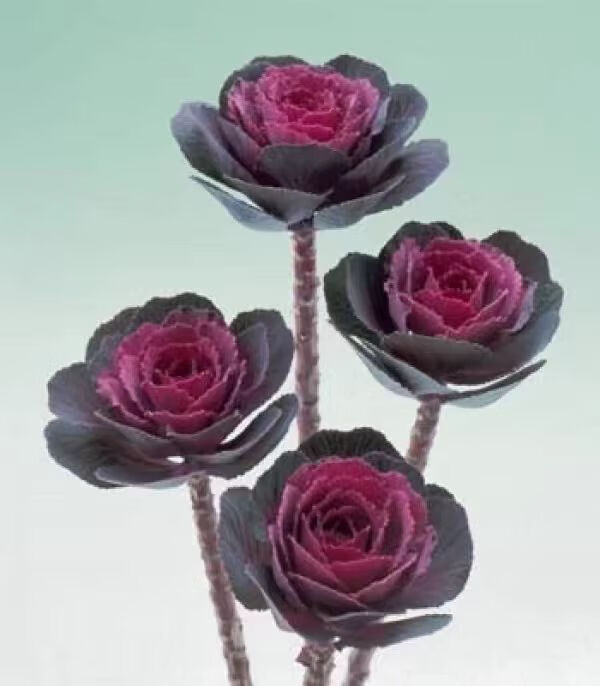 clcey进口一代原种羽衣甘蓝老桩高品质庭院阳台易种植宿根多年生冬