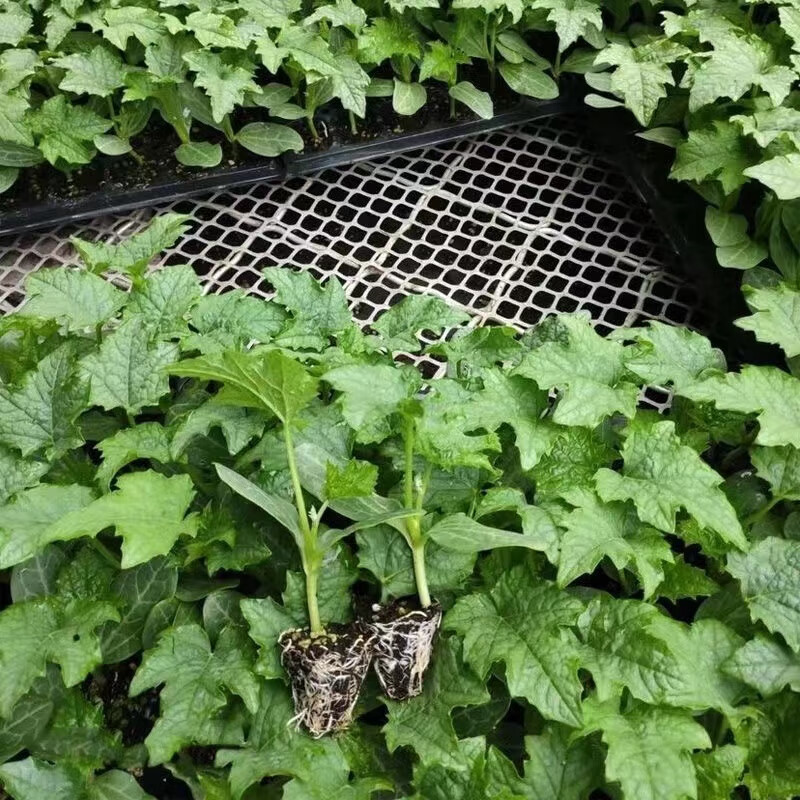 甜椒薄皮椒秧苗苦瓜苗大粉番茄矮生苗 正宗丝瓜苗6棵收藏宋肥(陆运)