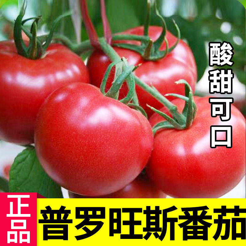 种菜记普罗旺斯大粉蕃茄种子毛粉果西红柿种子春季露天沙瓤口感蔬菜种孑 普罗旺斯粉果番茄10粒