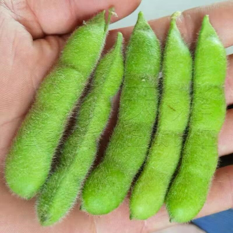 秋颖毛豆种子极早熟50天高产青豆菜种子春季蔬菜种子特早王菜豆种籽孑