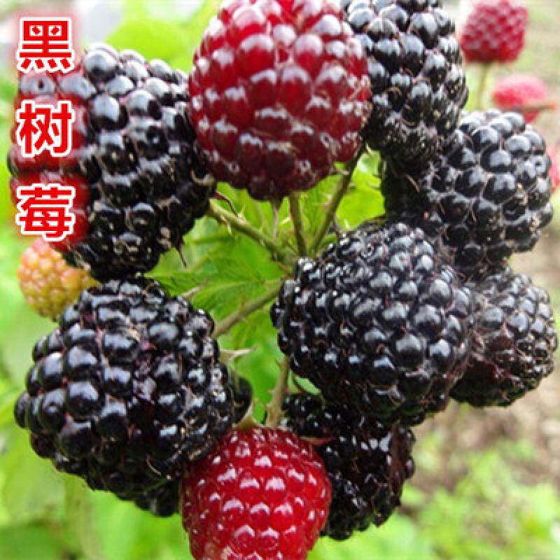 果树苗 盆栽红树莓苗 地栽苗 黑树莓黄树莓 南方北方种植当年结果 黑树莓四年苗 81cm(含)-110cm(含)