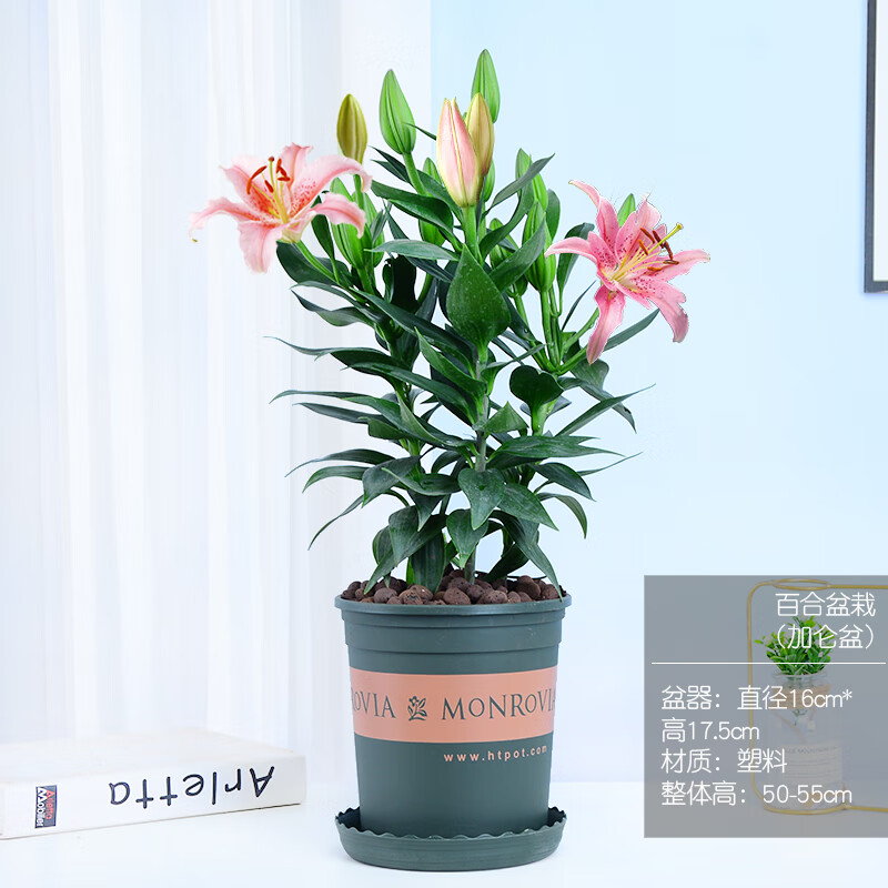 语清婉百合花盆栽鲜花带花苞阳台好养活绿植室内外客厅四季 百合花