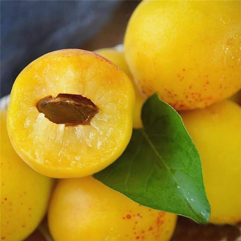 十家香荷兰香蜜杏子树苗嫁接晚熟品种盆栽地栽南方北方种植当年结果