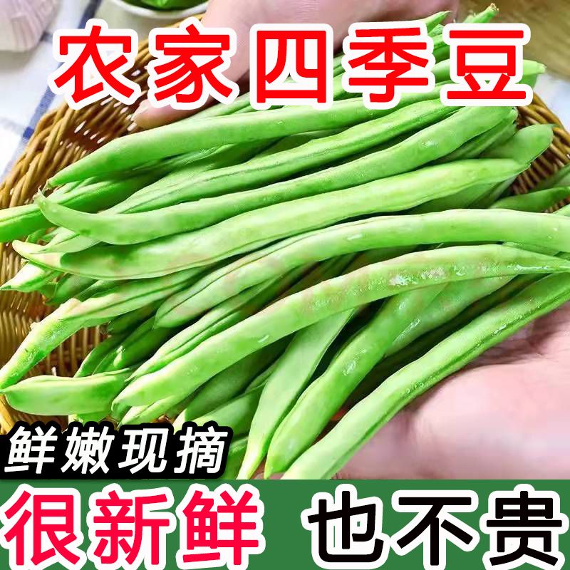 【現(xiàn)摘現(xiàn)發(fā)】云南四季豆新鮮應(yīng)季蔬菜批發(fā)無筋豆王刀豆蕓豆角扁豆 5斤品質(zhì)裝 云南應(yīng)季四季豆上午摘下午發(fā)
