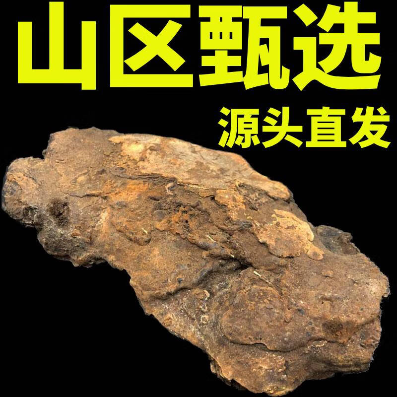 长白山野外深山生灵芝 斑褐孔菌 层卧孔菌 斑褐孔菌 斑褐灵芝250克干