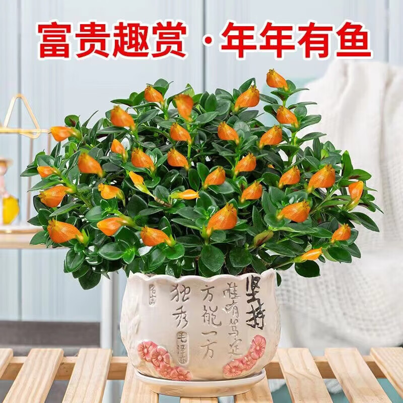 花茶木居金鱼花吊兰鲜花盆栽四季花卉室内植物客厅阳台绿植好养易活 聚财金鱼吊兰混色装 2盆+竹子盆+原土+肥