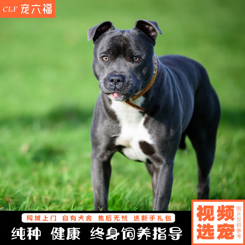 宠六福纯种比特犬幼犬宠物狗狗活体小狗活物幼崽 宠物级 公