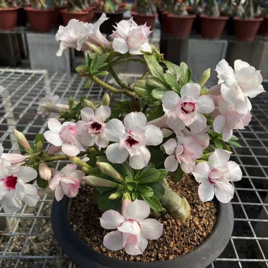 十色沙漠玫瑰十年以上特大老桩四季开花多肉植物室内阳台喜阳绿植