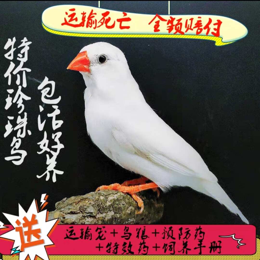 活体宠物观赏鸟珍珠鸟灰珍珠一对活物健康包活小鸟 白珍珠1只公母备注