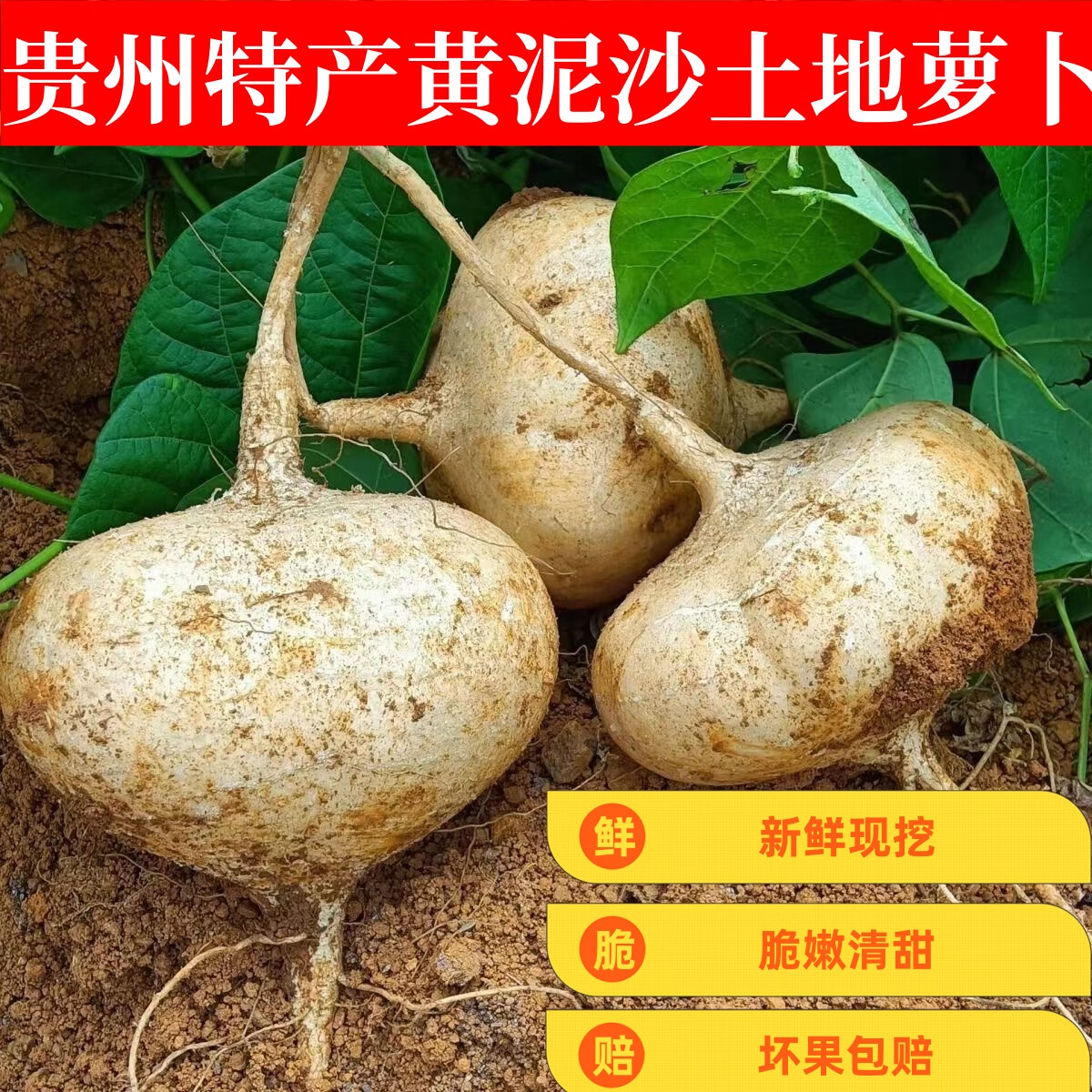 贵州地萝卜黄泥沙地地萝卜新鲜地瓜凉薯脆甜好吃5斤净重 8斤大果 (4两以上)