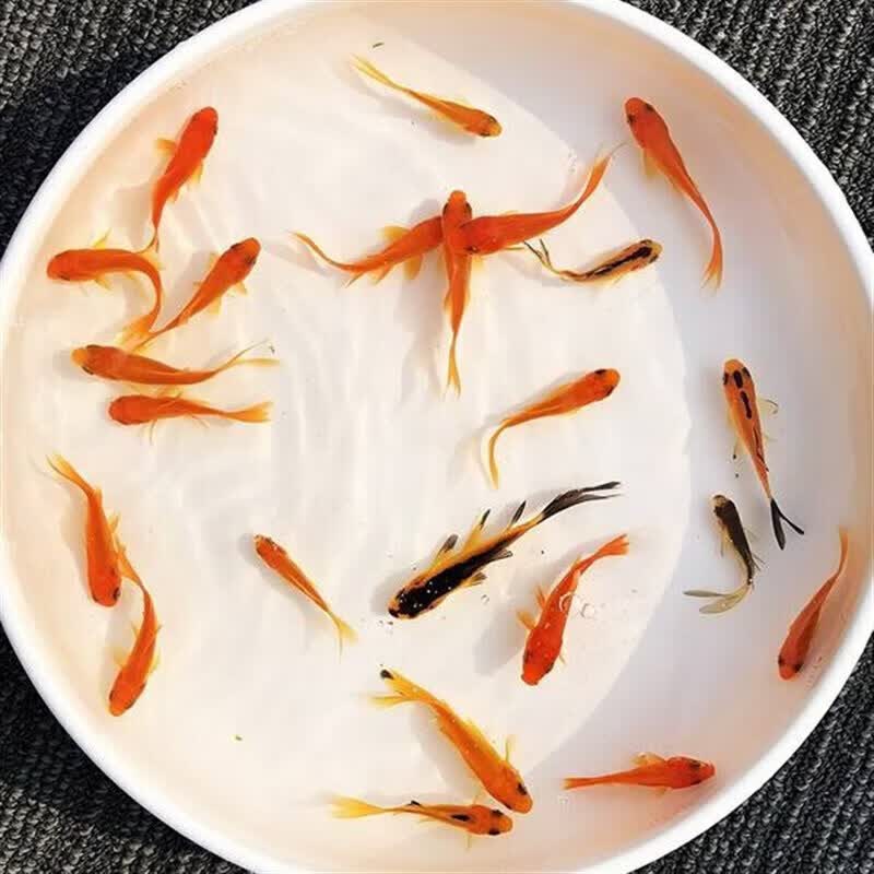 墨一金鱼活鱼冷水观赏鱼小型练手鱼红草金鱼好养耐活鱼淡水锦鲤小鱼 2