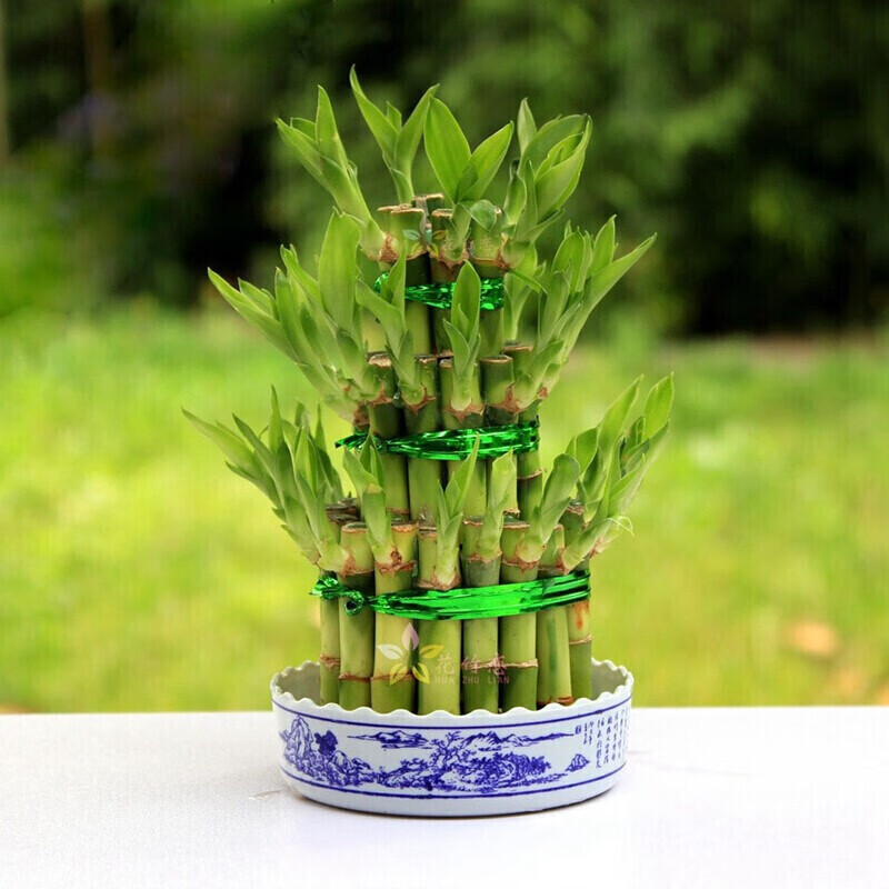 种花迷富贵竹竹塔荷花竹办公室盆栽竹子盆景水生植物转运竹室内绿色