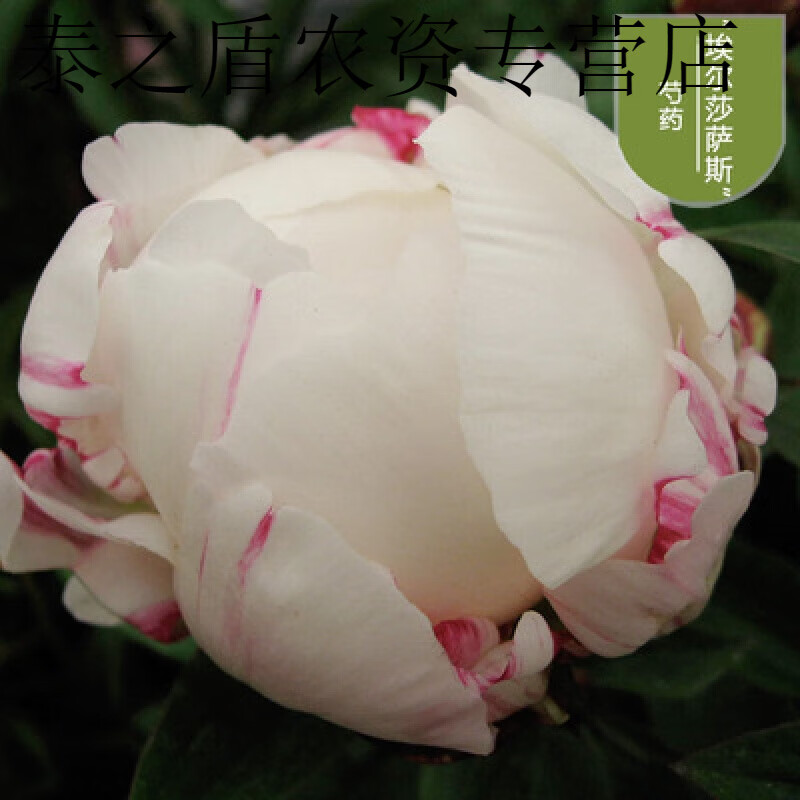 春枝韵芍药花树苗四季开花易活花卉带芽重瓣芍药花根阳台盆栽庭院植物