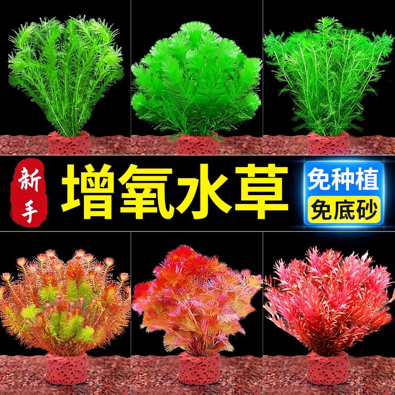 胜画鱼缸水草植物直接入缸真水草净化竹节草蜈蚣草懒人养鱼水草造景 迷你小九冠【免底砂/免种植】