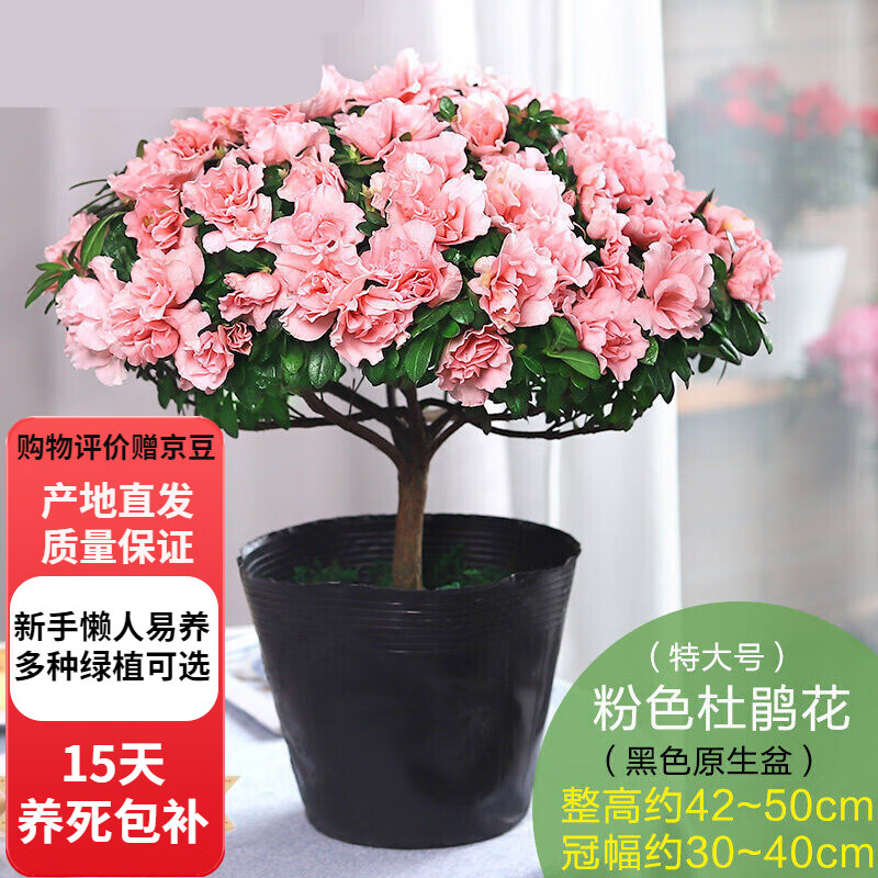 欧芽  杜鹃花苗盆栽 室内花卉绿植植物大棵Z1 特大盆粉色杜鹃 含盆