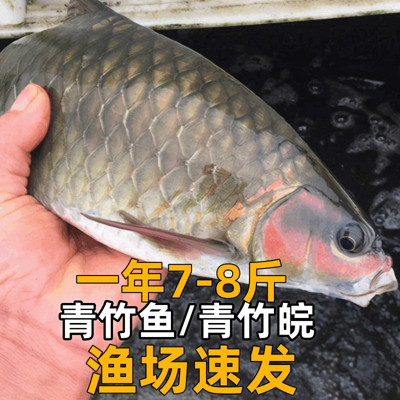 批发正宗鱼苗青竹马口俗称倒刺养殖鲤苗鲤竹淡水鱼红面改良品种包活