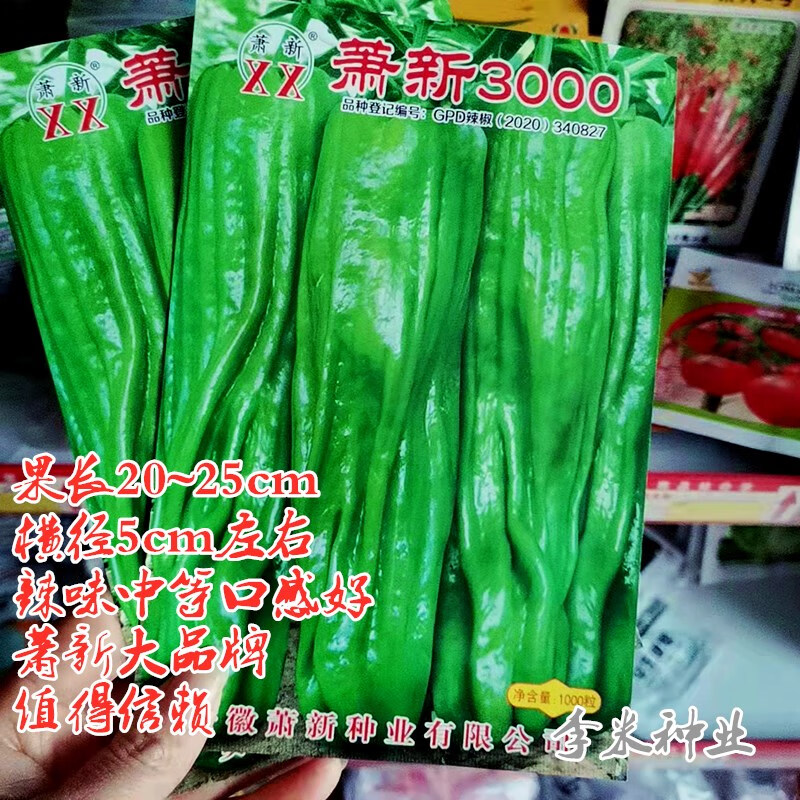 春枝韵萧新种业萧新3000辣椒种孑抗病高产春秋季薄皮大果泡椒灯笼椒