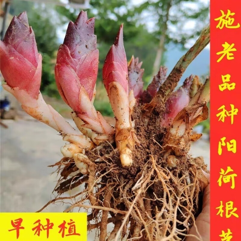 恩施洋荷姜苗种子阳荷种老根洋霍姜种野生洋荷种苗四季种植苗 5斤 洋