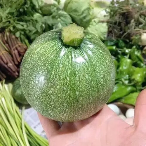 云南新鲜圆形西葫芦小瓜现摘现发小南瓜清甜青瓜宝宝 3斤