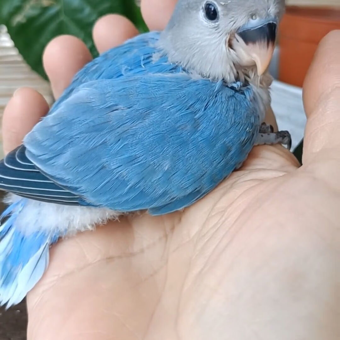 手养牡丹鹦鹉 紫罗兰紫闪紫伊莎蓝闪松闪派蓝闪蓝伊莎金头 蓝闪( 篮闪