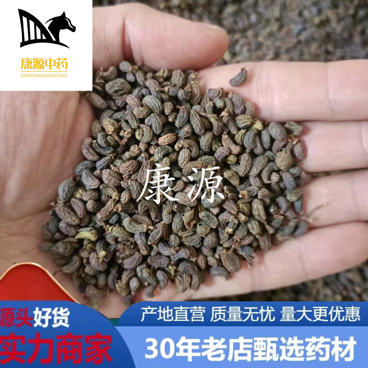 kyrose【康源批发山东本地女贞子冬青子 一手货源公斤价格跑量批发