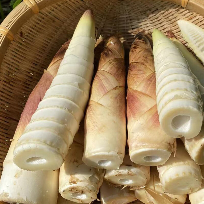 福建现挖竹笋新鲜春笋临安雷笋油焖笋天目山野生当季蔬菜5斤 4-8两 5