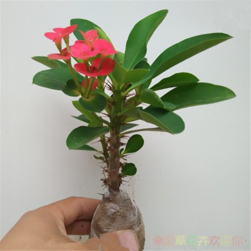 江影清虎刺梅铁海棠花苗带花四季开花阳台庭院盆栽花卉室内客厅植物