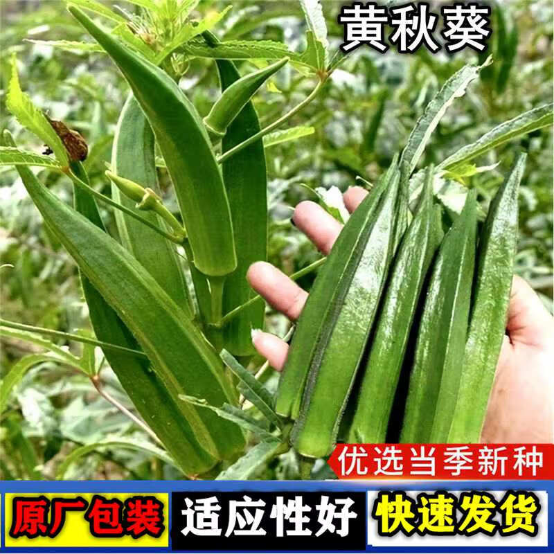 黄秋葵种子蔬菜红秋葵四季播农家阳台盆栽特色蔬菜种子大全 黄秋葵