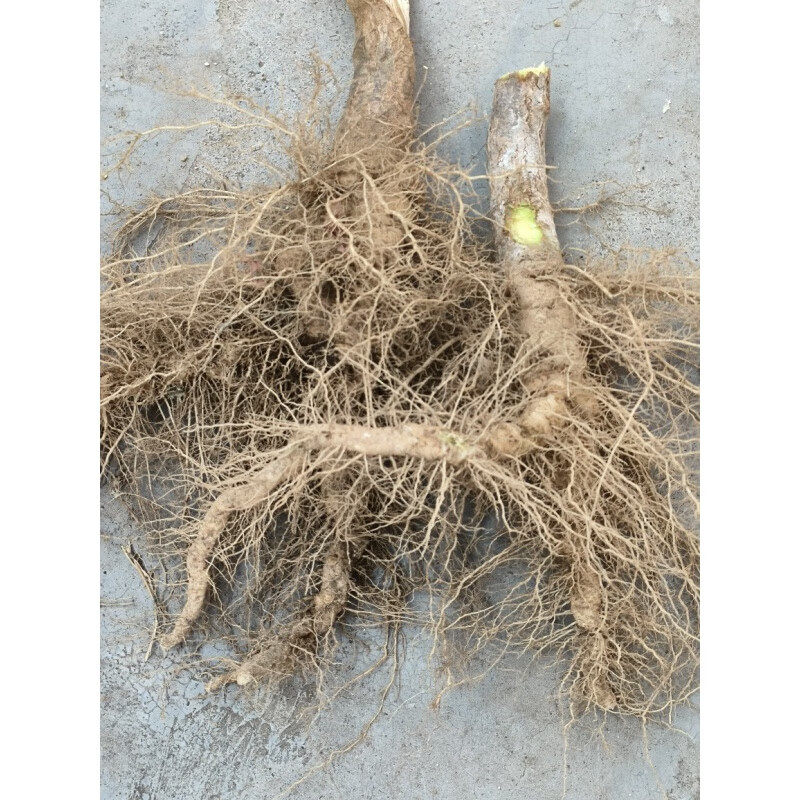 营贸曼陀罗臭麻子胡茄根茎叶果实当季有鲜冬季有干货 鲜根500克